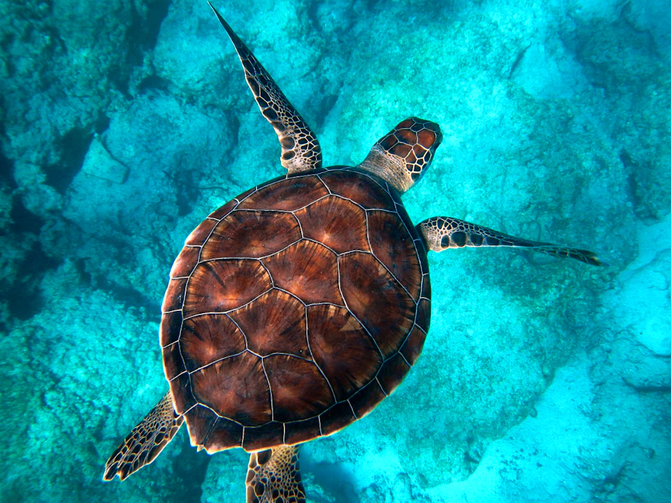 Tangalooma Wrecks & Dolphin Cruise with Transfer Category